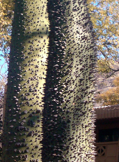 Spike Tree